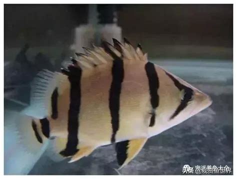 養魚虎|比較齊全的虎魚品種圖鑑參考和飼養攻略 